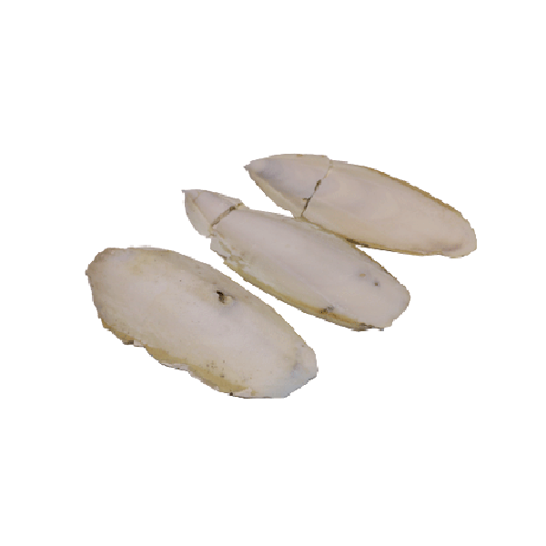 کف دریا اوشن