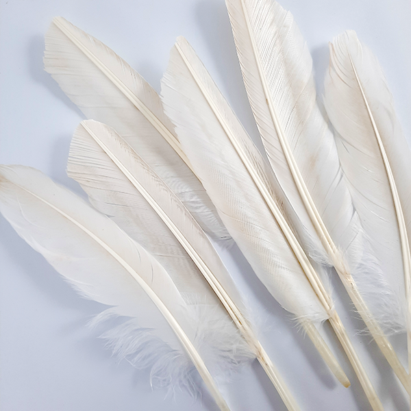 پر غاز کیشار