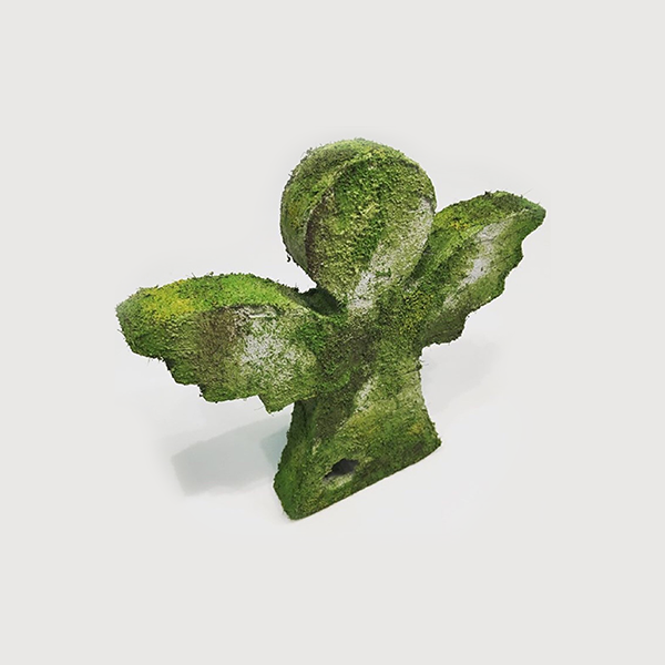 رنگ-خزه-کادنس