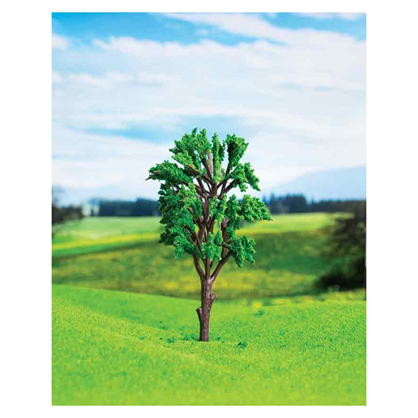 درخت اکالیپتوس اشل