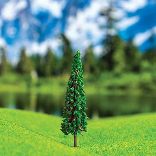 کاج سکویا اشل