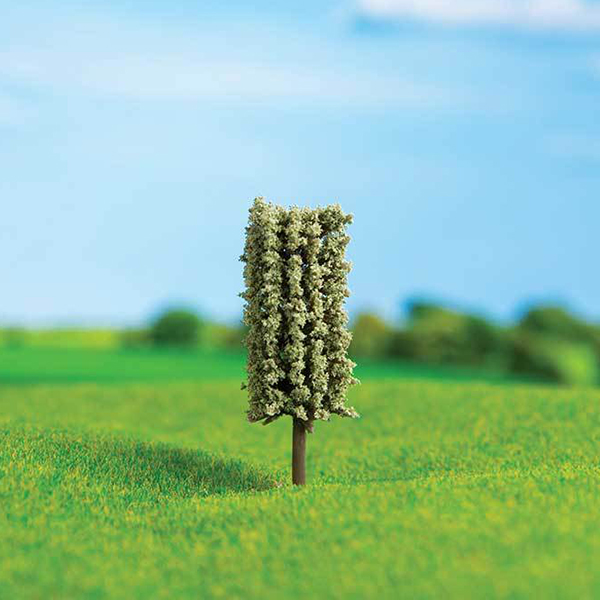 کاج استوانه ای اشل