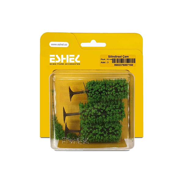 کاج-استوانه-ای-اشل