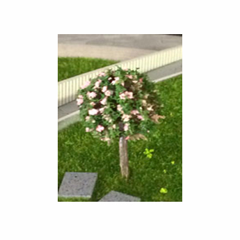 درخت نارگون