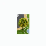 ماکت-درخت-نارگون