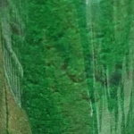 سبز سیدی.jpg