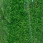 سبز جمنی.jpg